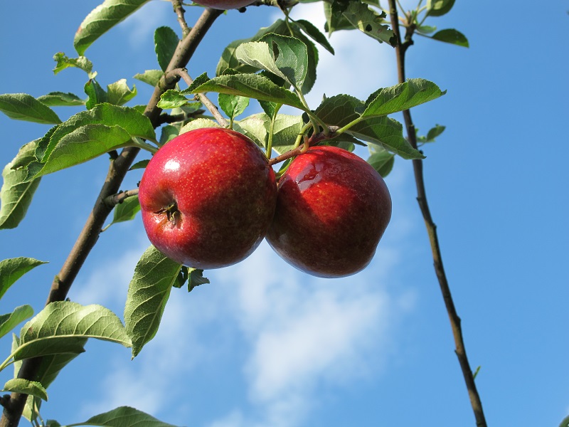 Obsthof Cordes - Fruchtfoto Royal Rouge